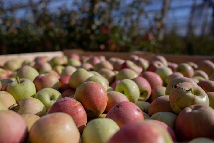 Сбор урожая