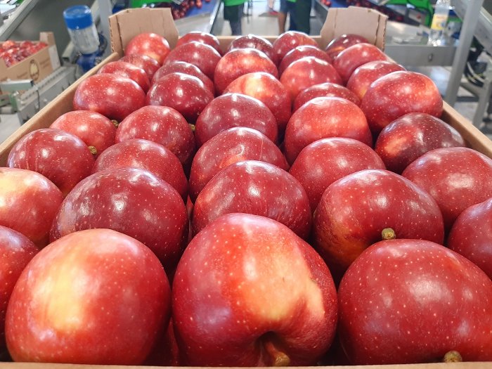 В Кировском районе идет сбор яблок