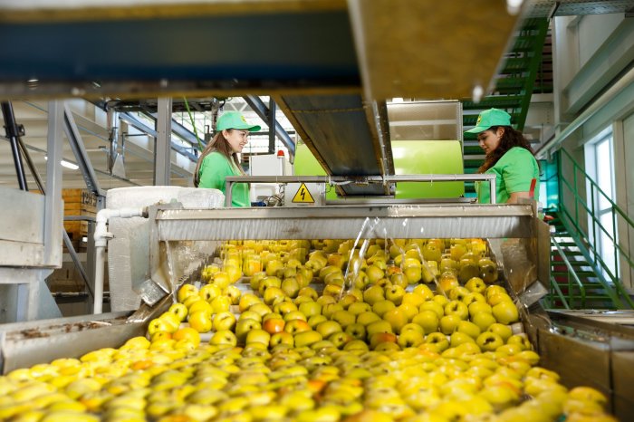 Сортировка яблок