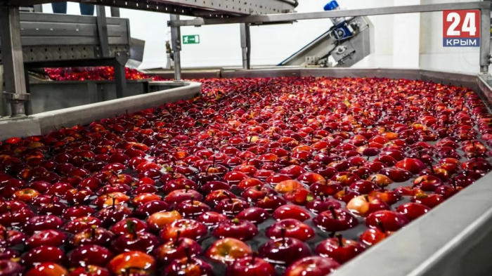 В Крыму почти за две недели собрали до 40 тысяч тонн яблок. ФОТО