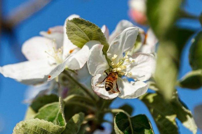 Опыление цветущих садов