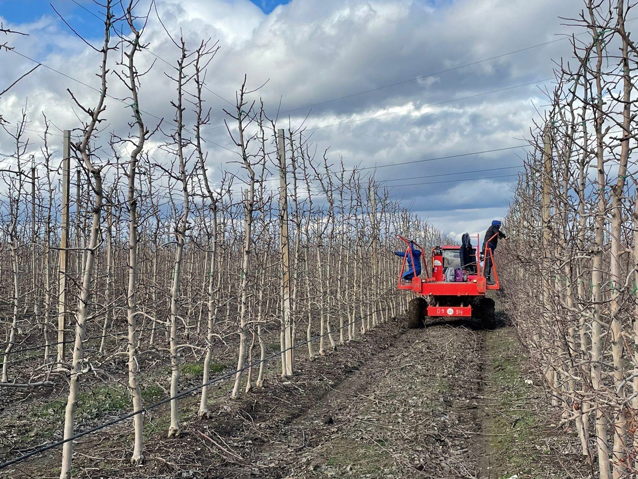 Министр сельского хозяйства Республики Крым Андрей Савчук посетил крупнейшее ООО «Фрукты Старого Крыма».