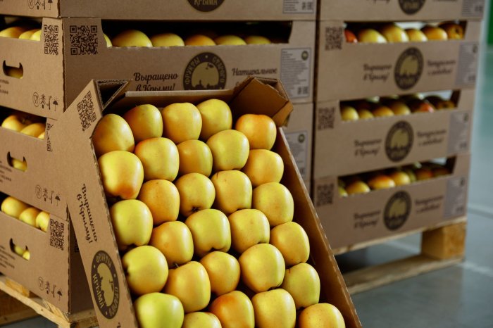 В Крыму в самом разгаре уборка яблок.