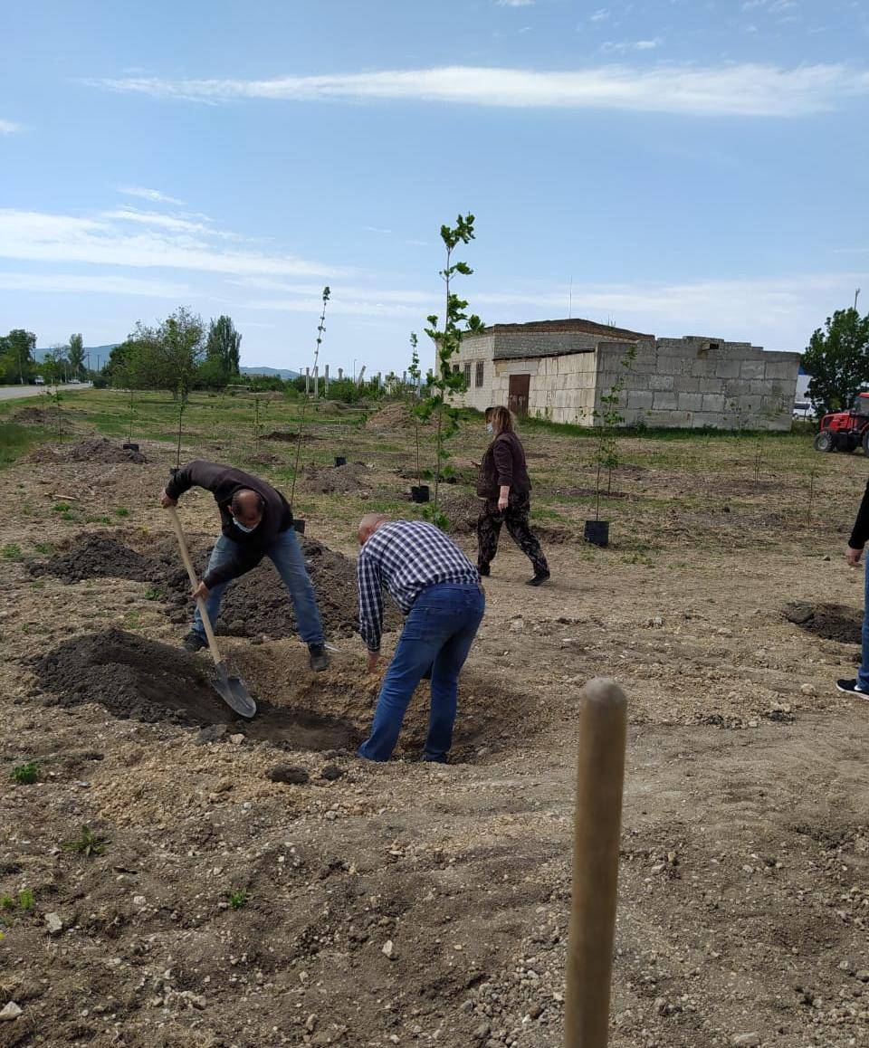 Высадка клёнов в Сквере Памяти в честь 75-летия Великой Победы