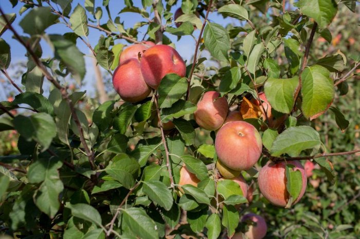 Проблемы садоводства в реалиях Крыма. Заметки с полей вебинара
