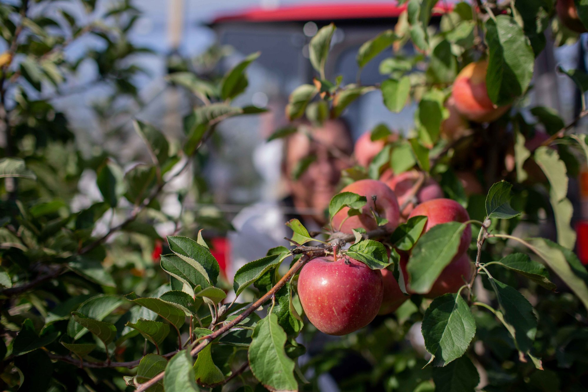 Крымский инвестор вложил более миллиарда в сады и склады
