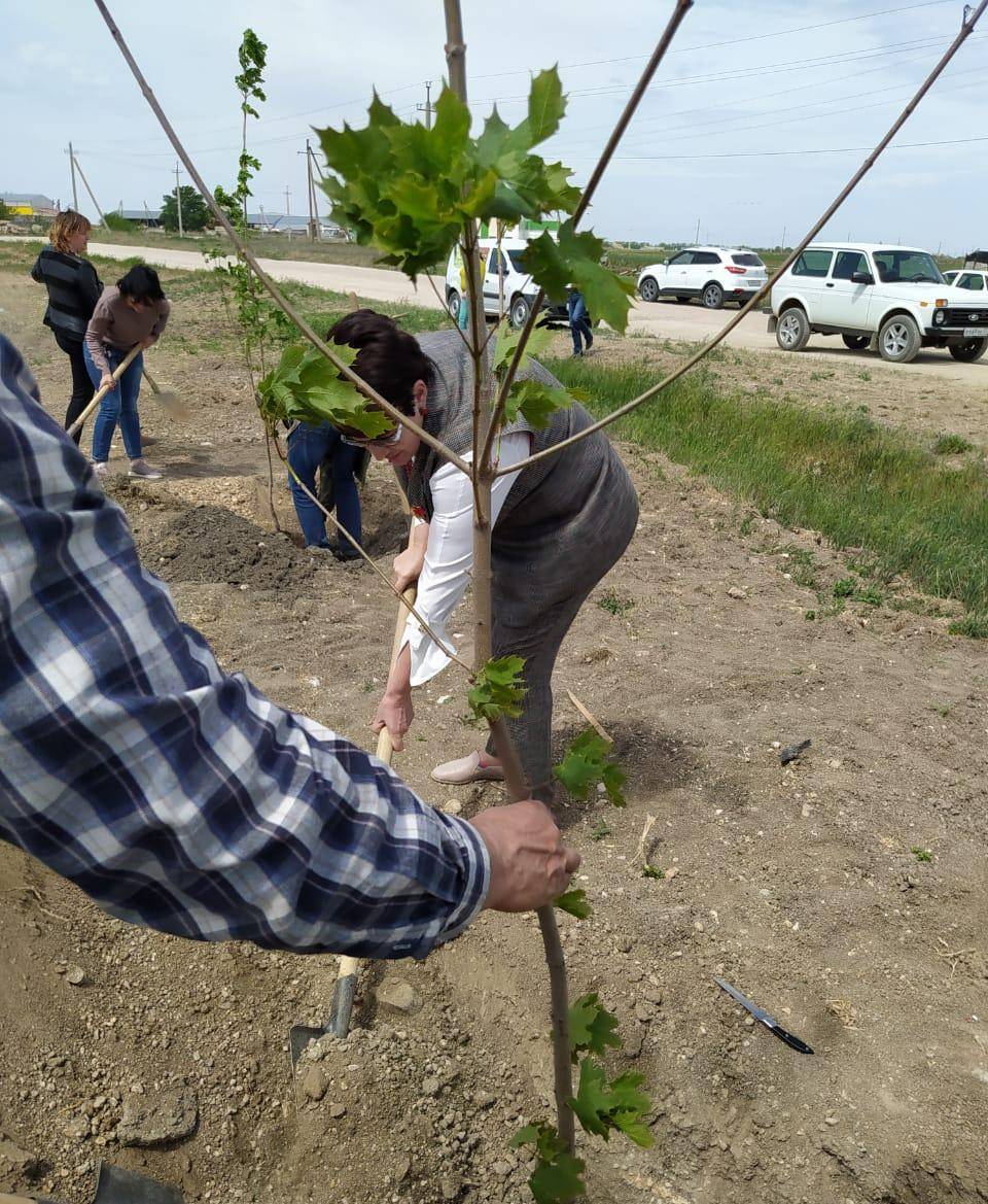 Высадка клёнов в Сквере Памяти в честь 75-летия Великой Победы