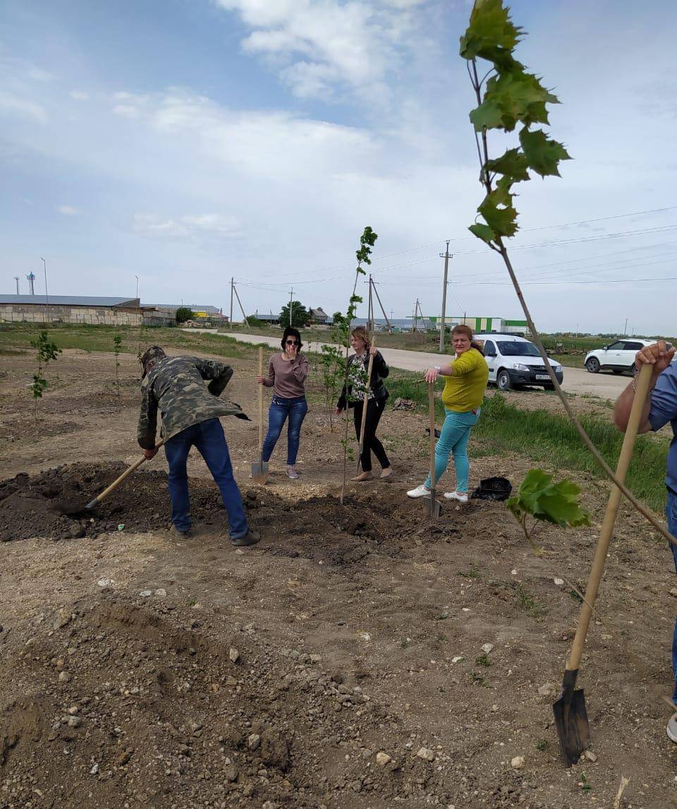 Высадка клёнов в Сквере Памяти в честь 75-летия Великой Победы