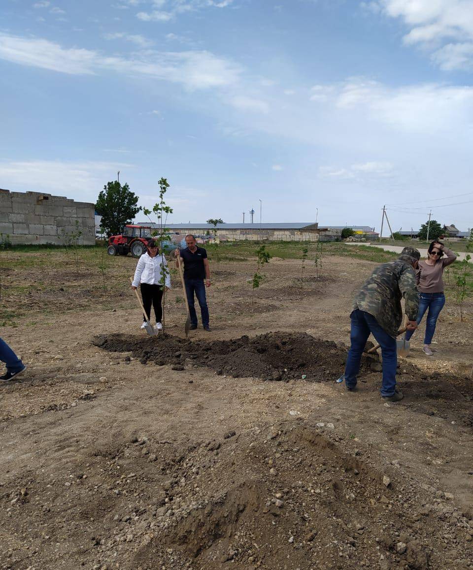 Высадка клёнов в Сквере Памяти в честь 75-летия Великой Победы