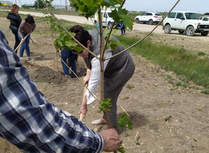 Высадка клёнов в Сквере Памяти в честь 75-летия Великой Победы