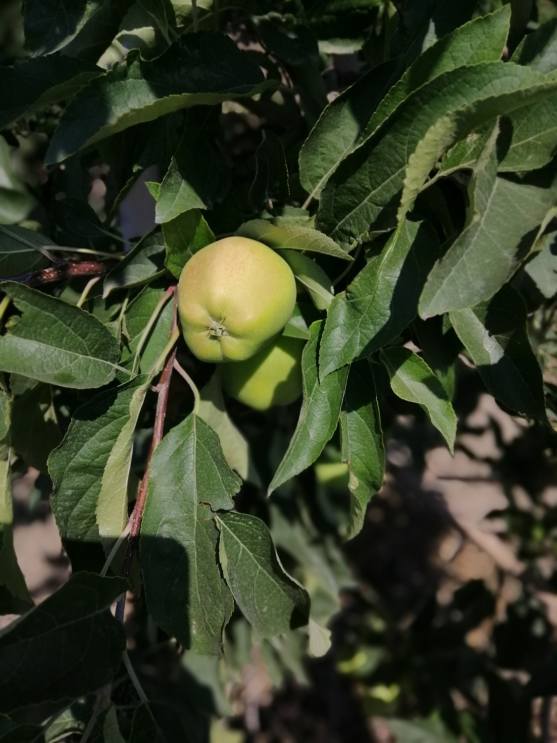 Уход за садом