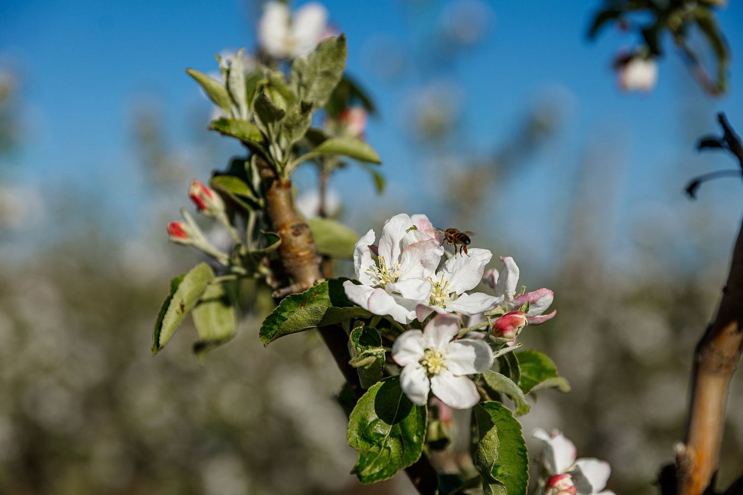 Опыление цветущих садов