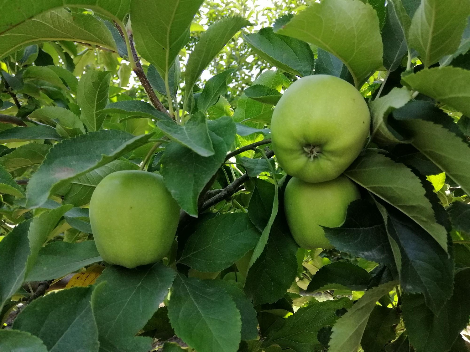 Уход за садом