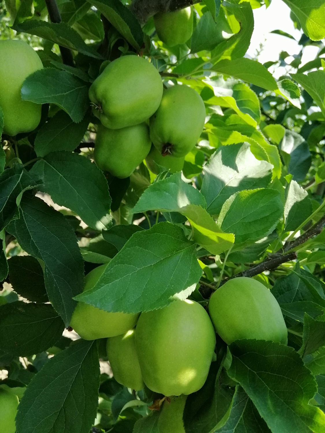 Уход за садом