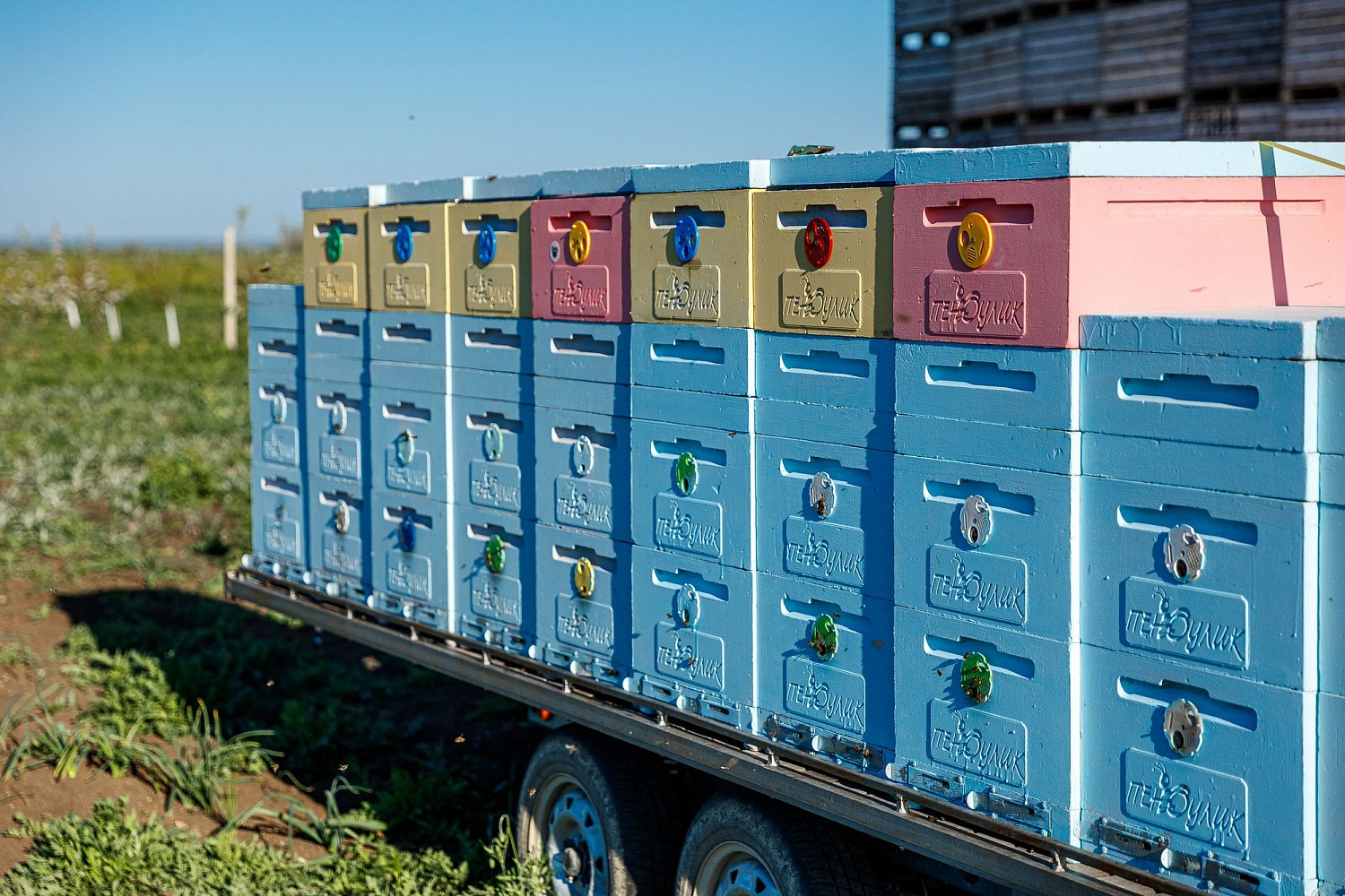 Опыление цветущих садов