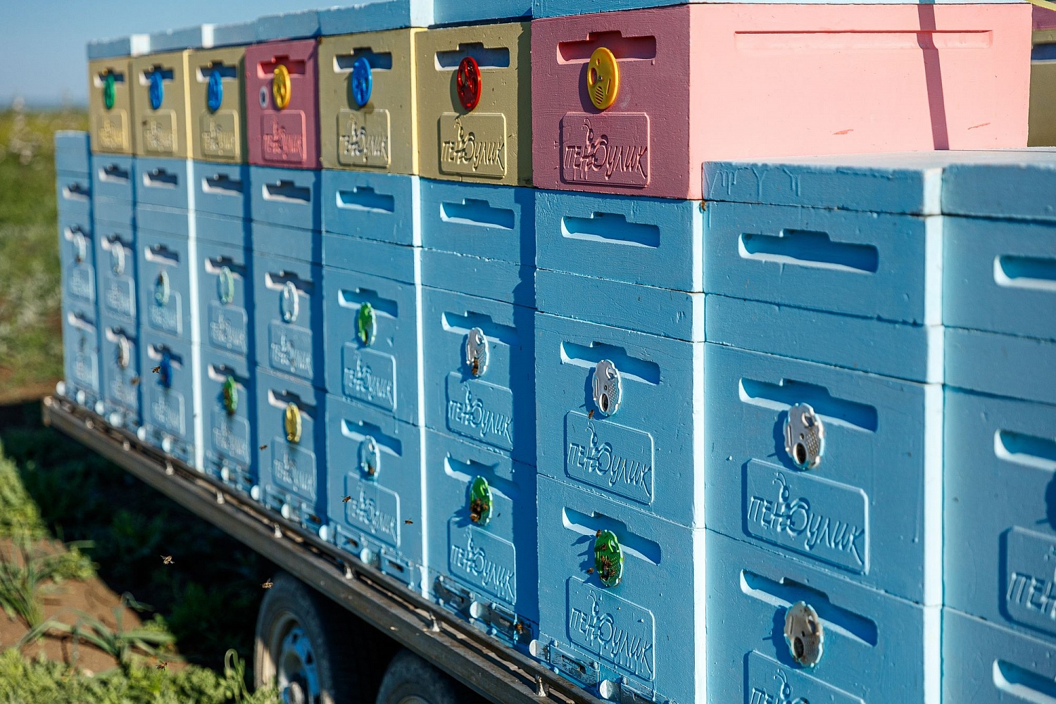 Опыление цветущих садов