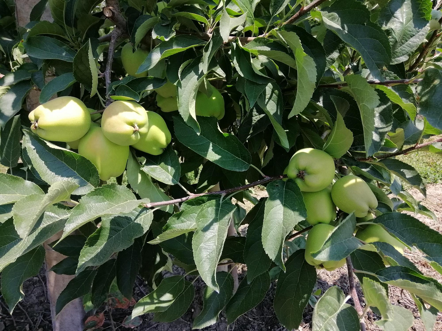 Уход за садом