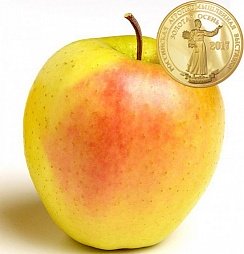 Голден Парси (Golden Parsi)