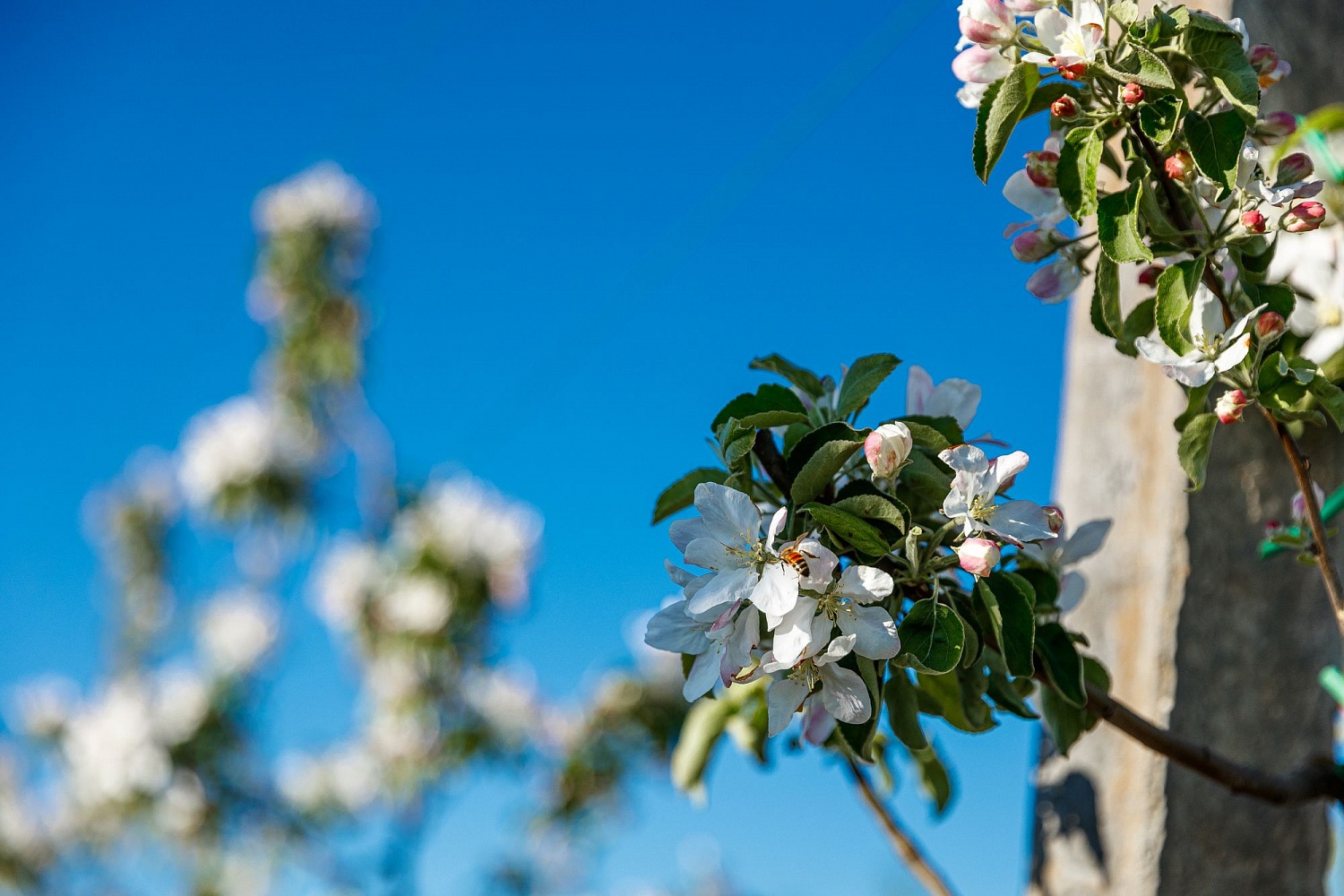 Опыление цветущих садов