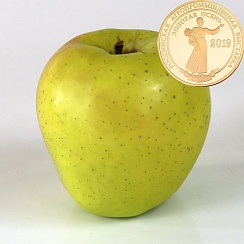 Голден Рейнджерс (Golden Rangers)