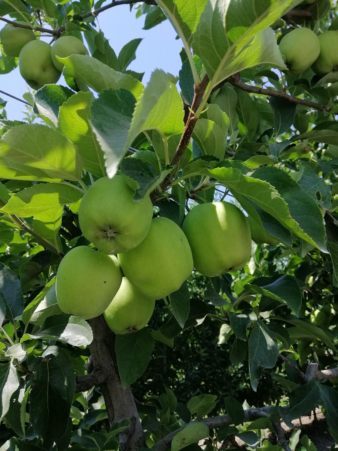 Уход за садом