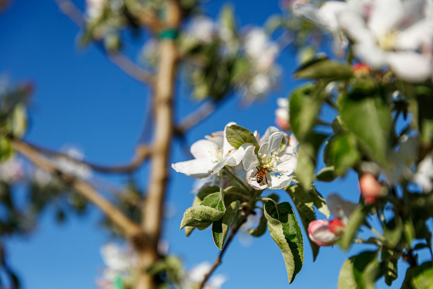 Опыление цветущих садов