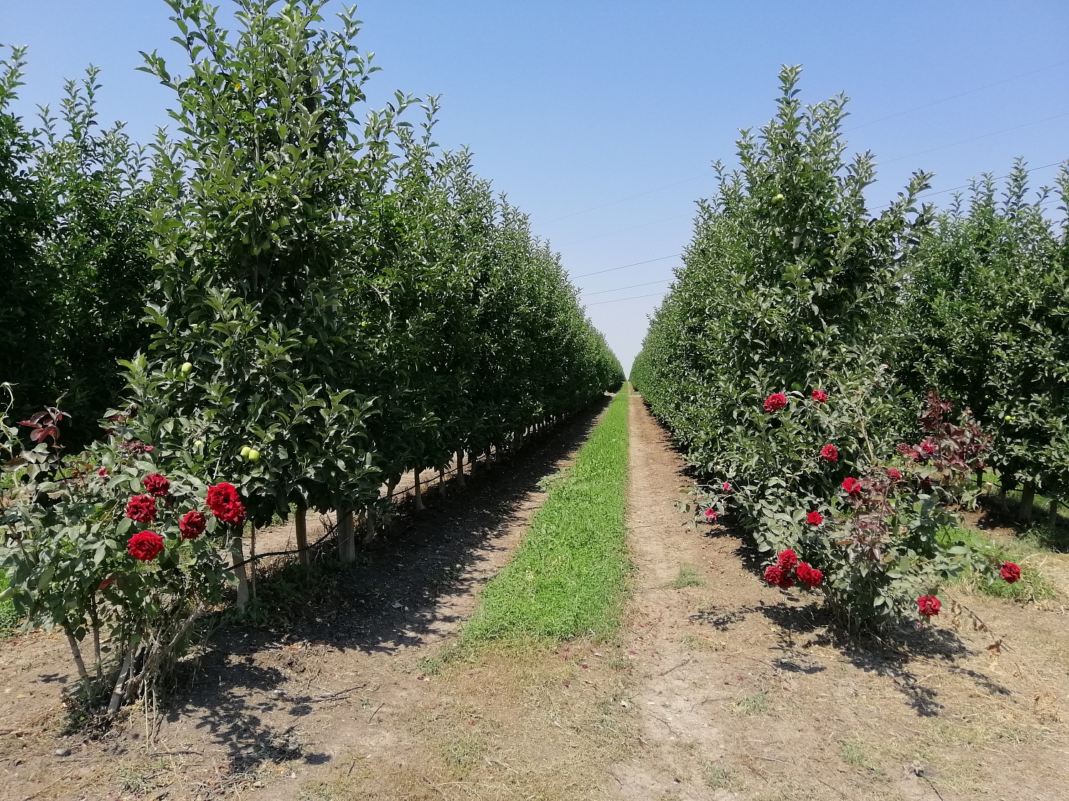 Уход за садом