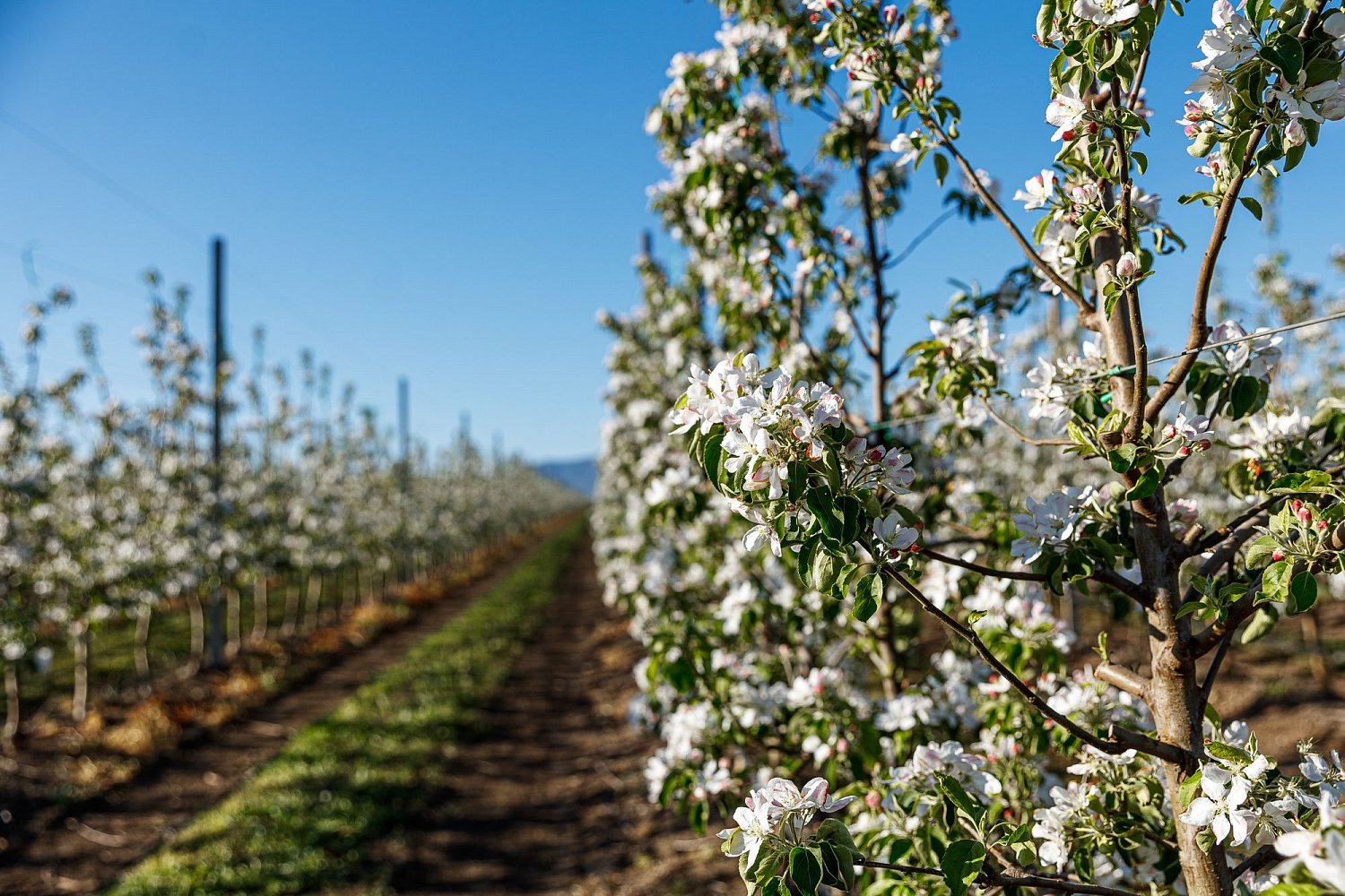 Опыление цветущих садов