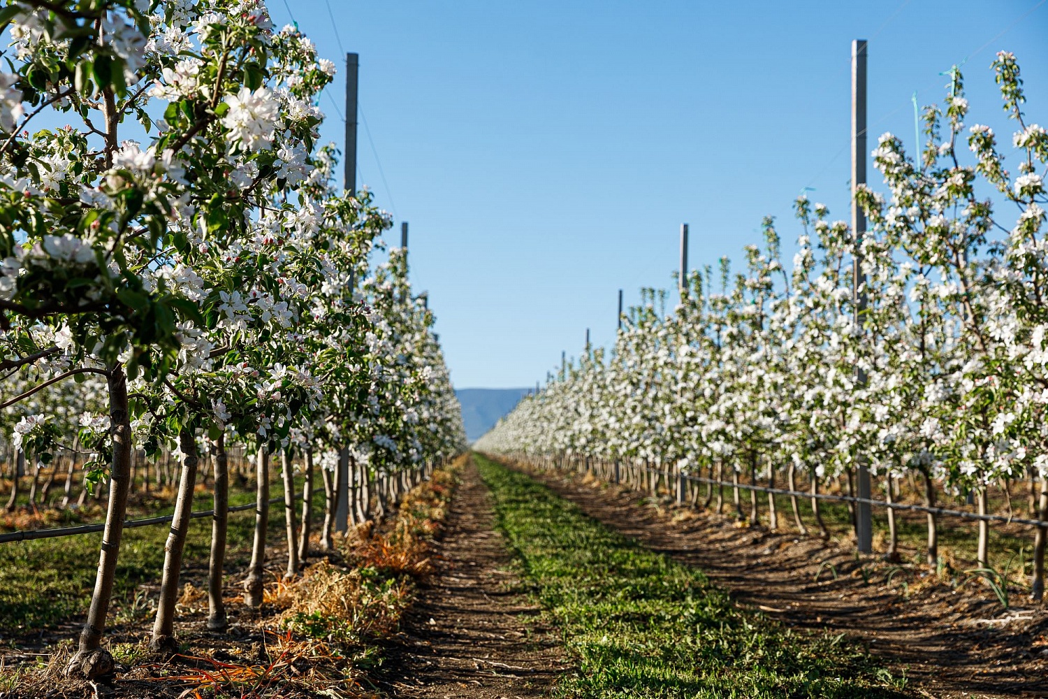 Опыление цветущих садов