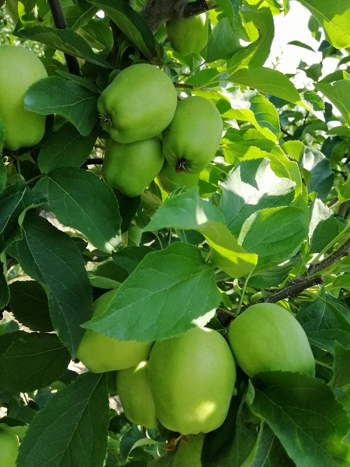 Уход за садом