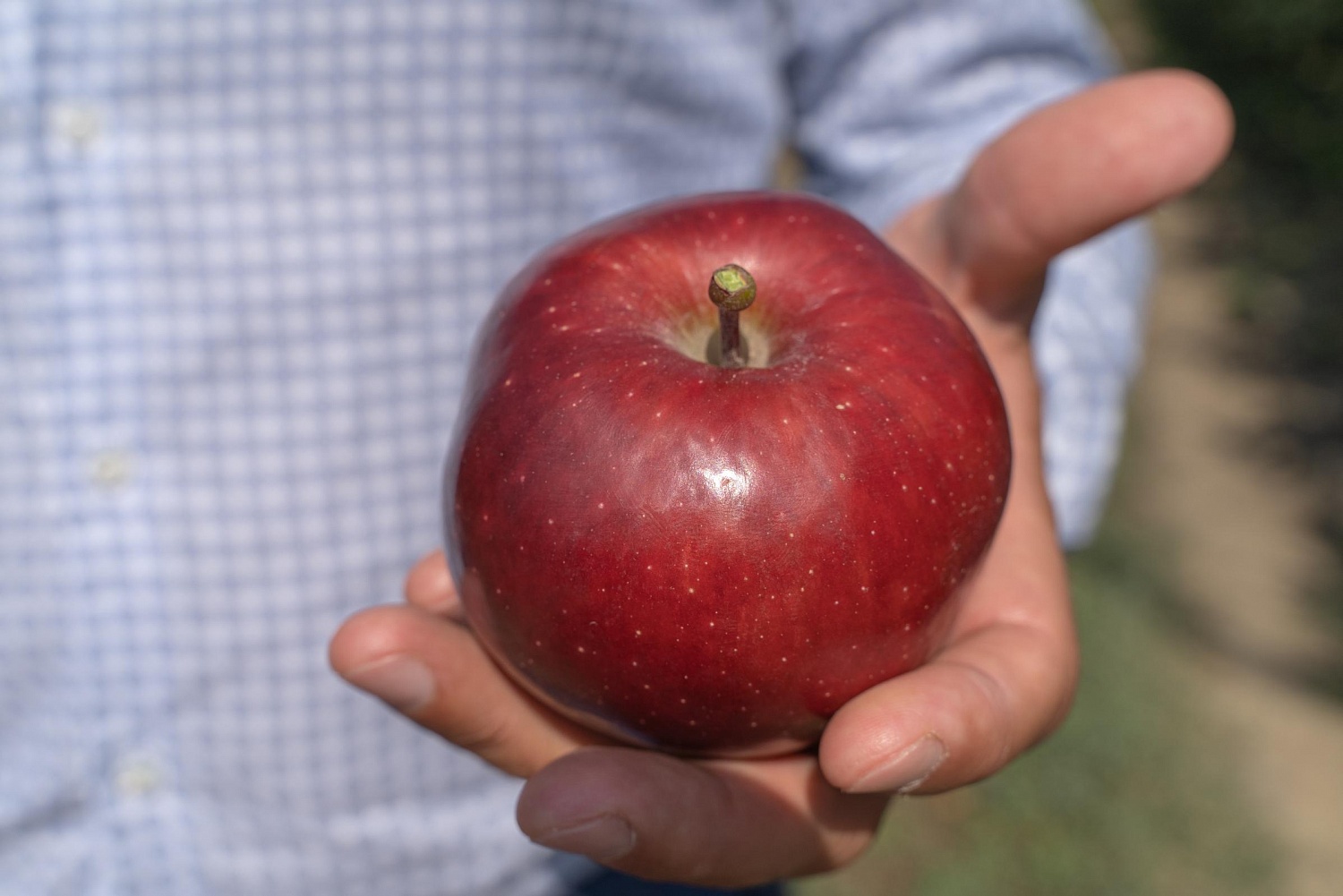 Сады посетил Министр сельского хозяйства РК