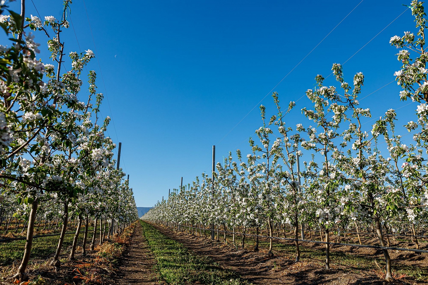 Опыление цветущих садов