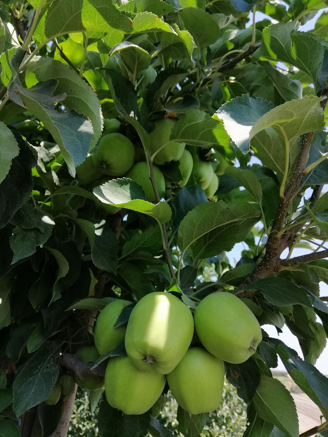 Уход за садом