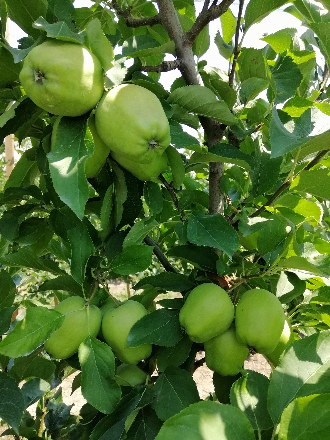 Уход за садом