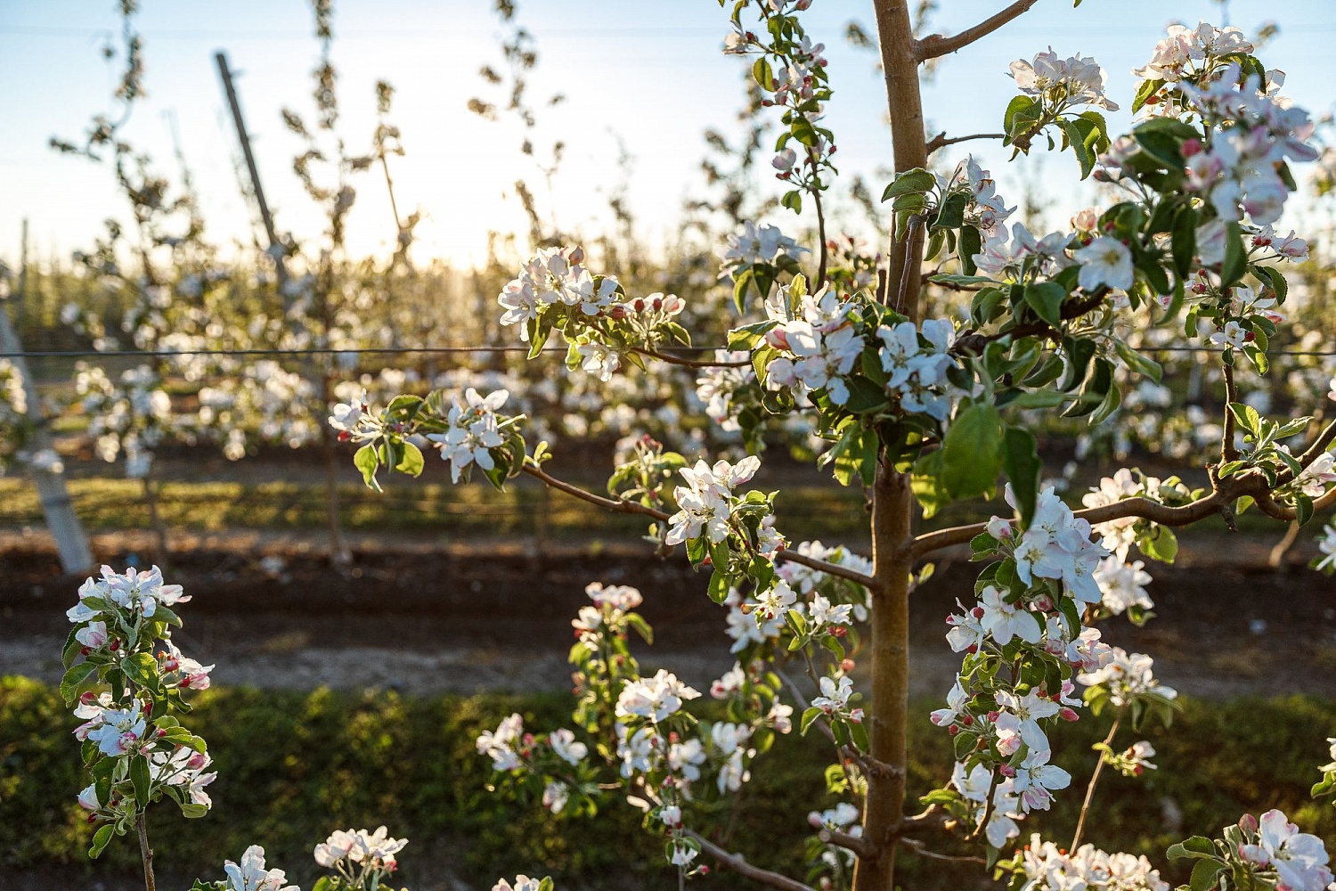 Цветение садов