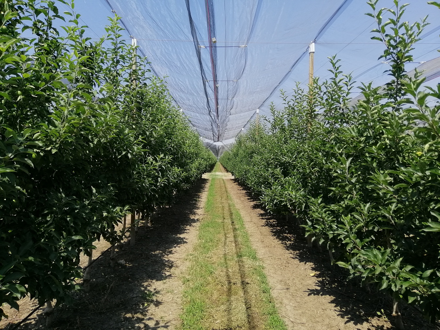 Уход за садом