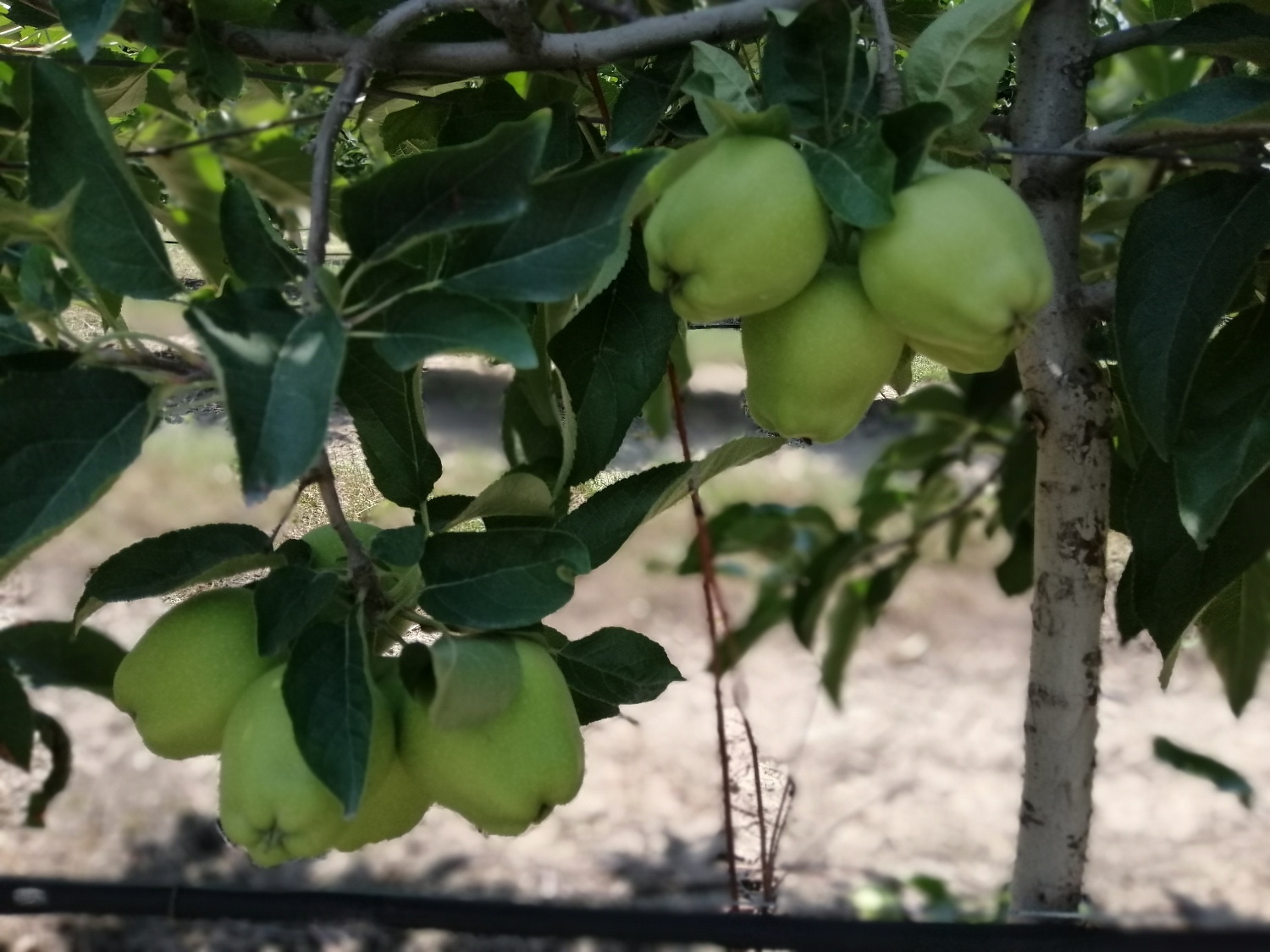 Уход за садом