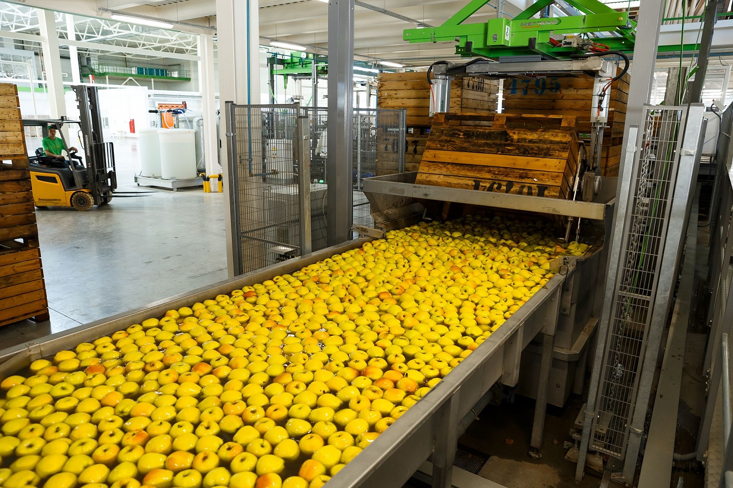 Сортировка яблок