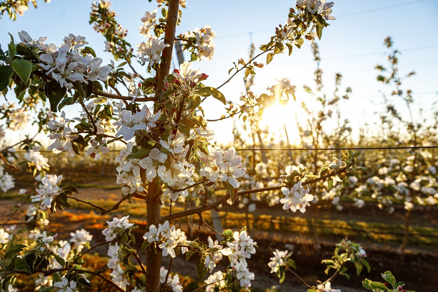 Цветение садов