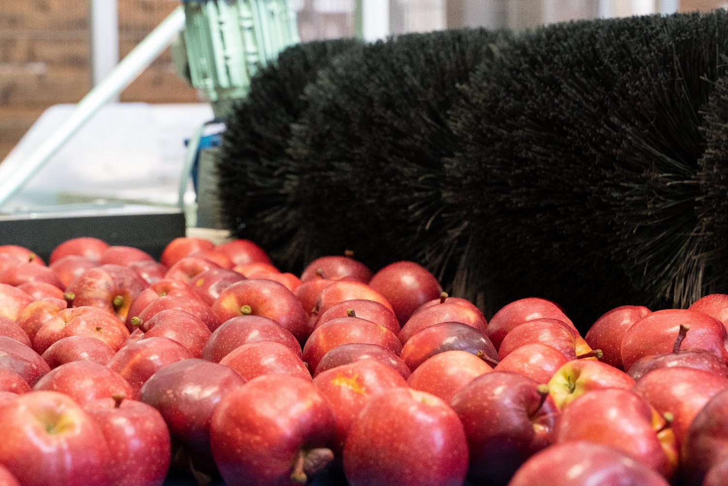 Сортировка яблок