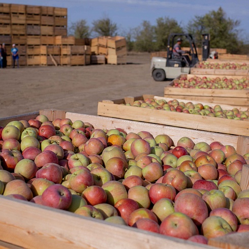Крымский инвестор вложил более миллиарда в сады и склады