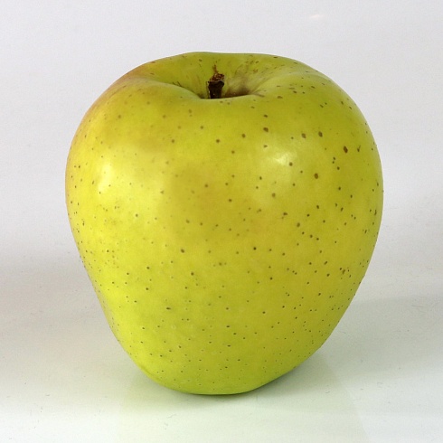 Голден Рейнджерс (Golden Rangers)